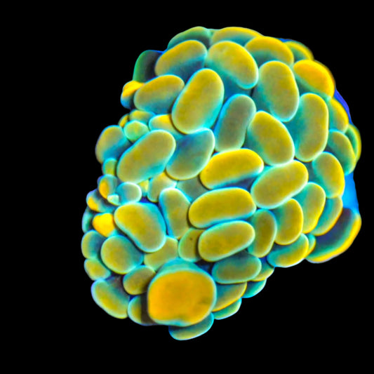 WYSIWYG Holy Hammer LPS Frag