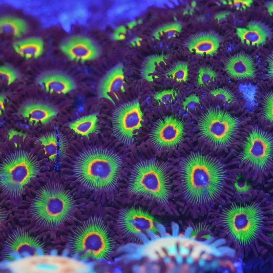 Bob Marley Zoanthids Frag (CUT TO ORDER)