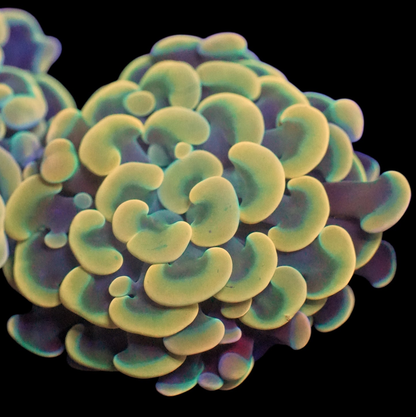 WYSIWYG Melting Pot Branching Hammer LPS Coral Frag