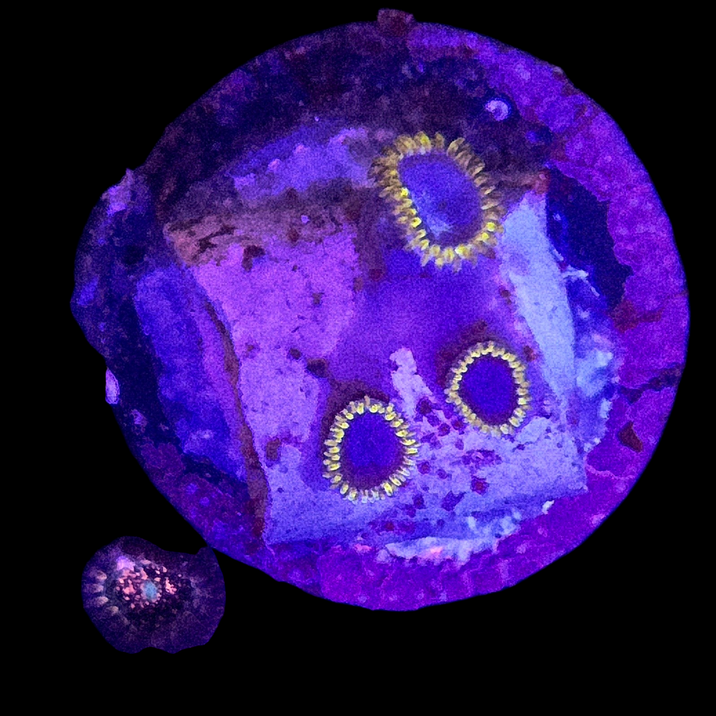 WYSIWYG NYRA Avatar Zoanthids Frag