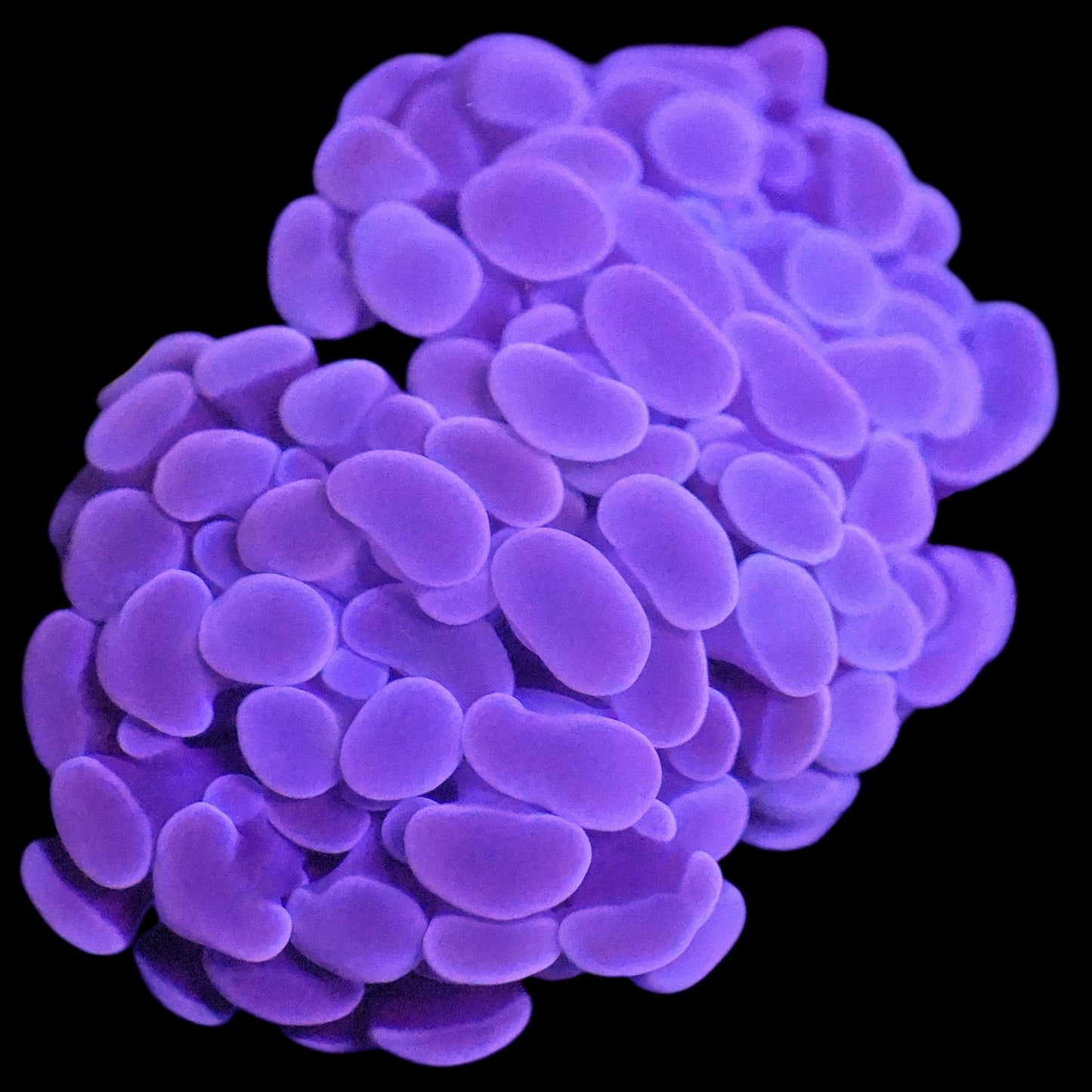 WYSIWYG Purple Rain Branching Hammer LPS Coral Frag (2H)