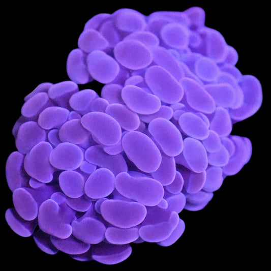 WYSIWYG Purple Rain Branching Hammer LPS Coral Frag (2H)