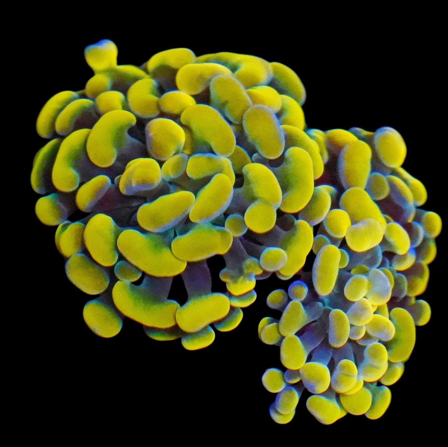 WYSIWYG Holy Grail Branching Hammer LPS Coral Frag (2H)
