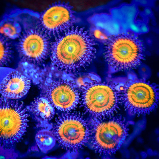 Sunny D Zoanthids (CUT TO ORDER Frag)
