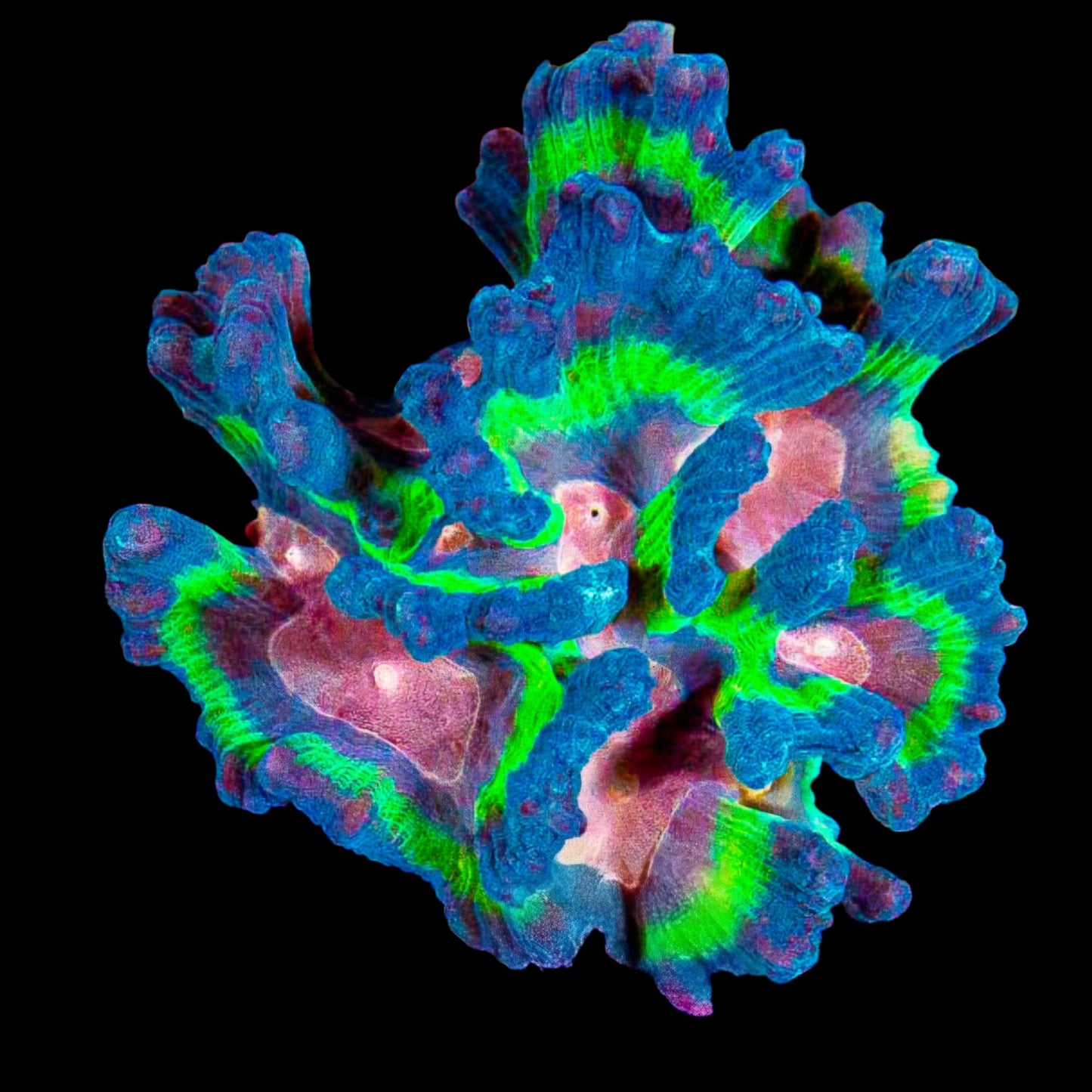 WYSIWYG Rainbow Pectinia LPS Colony (M)