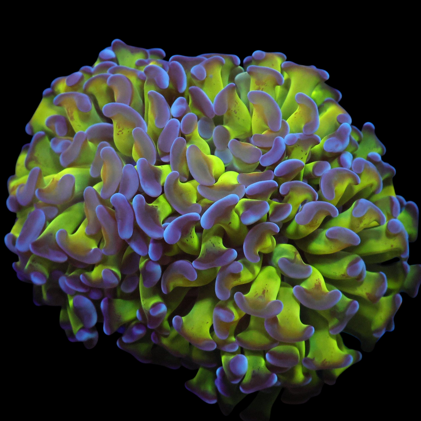 WYSIWYG Toxic Reverse Branch Hammer LPS Frag (2H)