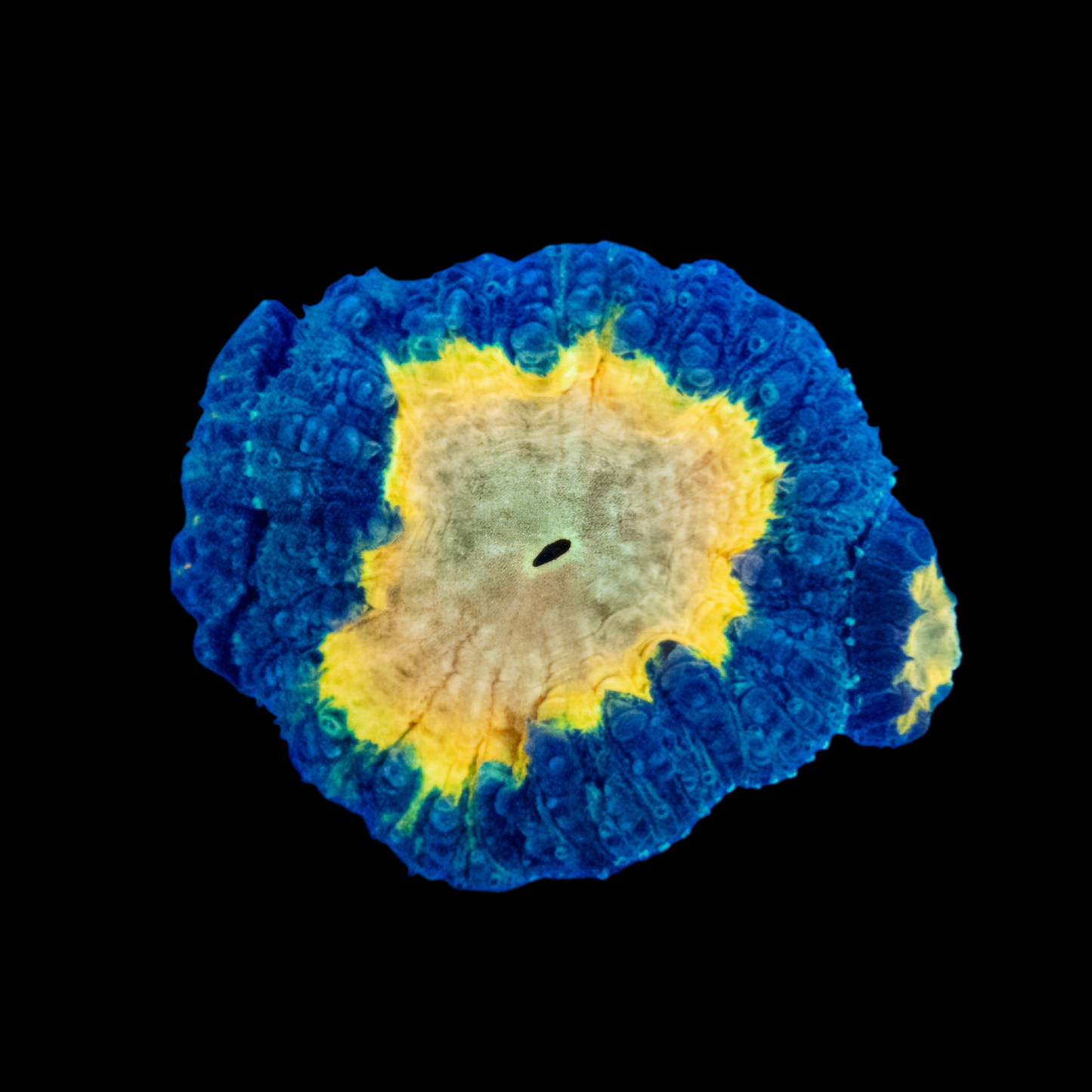 WYSIWYG Super Saiyan Blastomussa LPS Coral Colony (S)