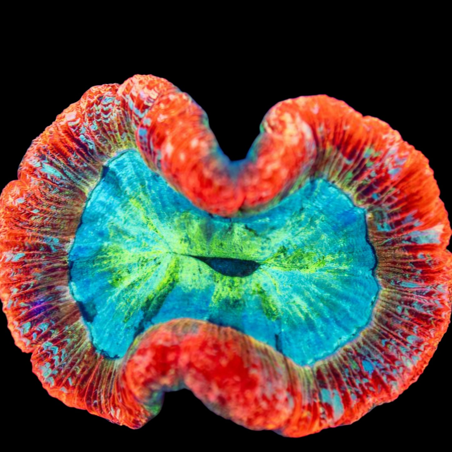 WYSIWYG Sweet Lips Trachyphyllia LPS Coral