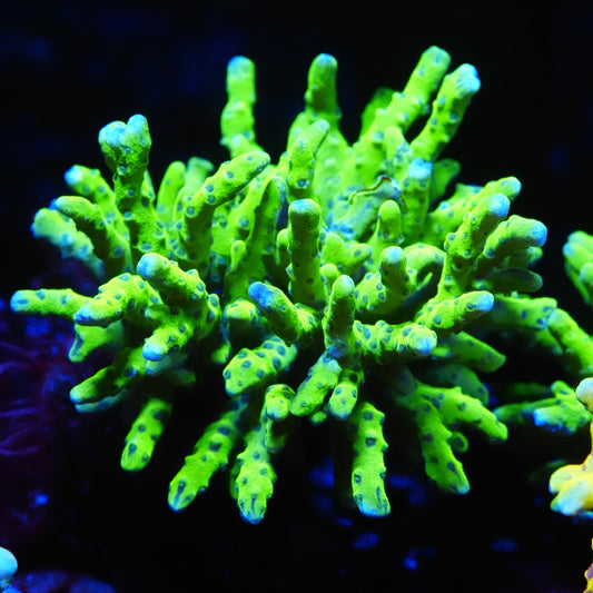 WYSIWYG Green Goblin Anacropora - SPS Coral Frag (XL)