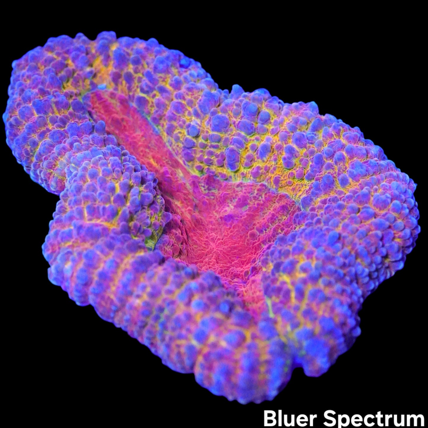 WYSIWYG Indo Pastel Lobophyllia LPS Coral (M)