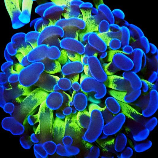 WYSIWYG Reverse Branching Hammer LPS Frag