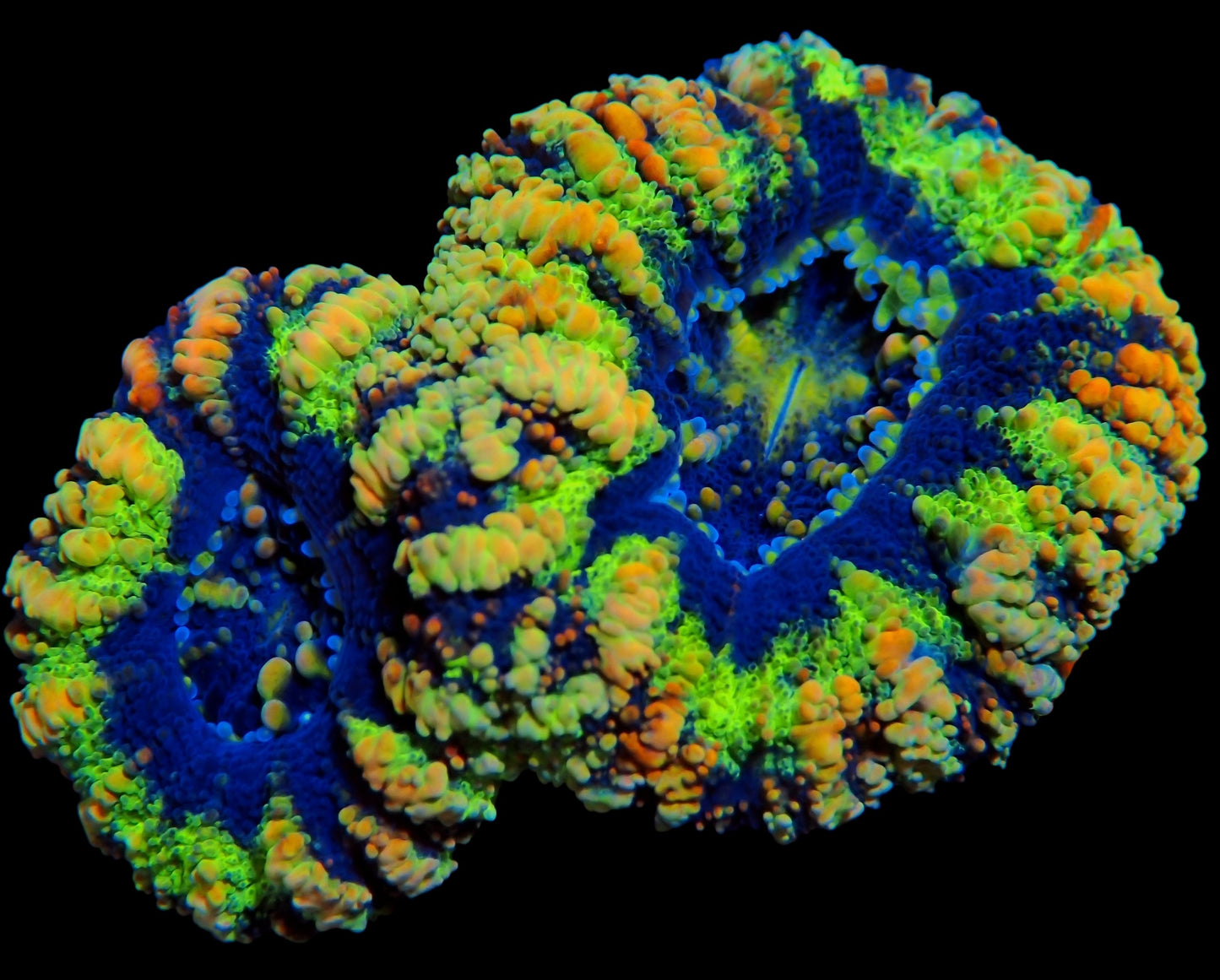 WYSIWYG Double Polyp Button Scolymia LPS Coral