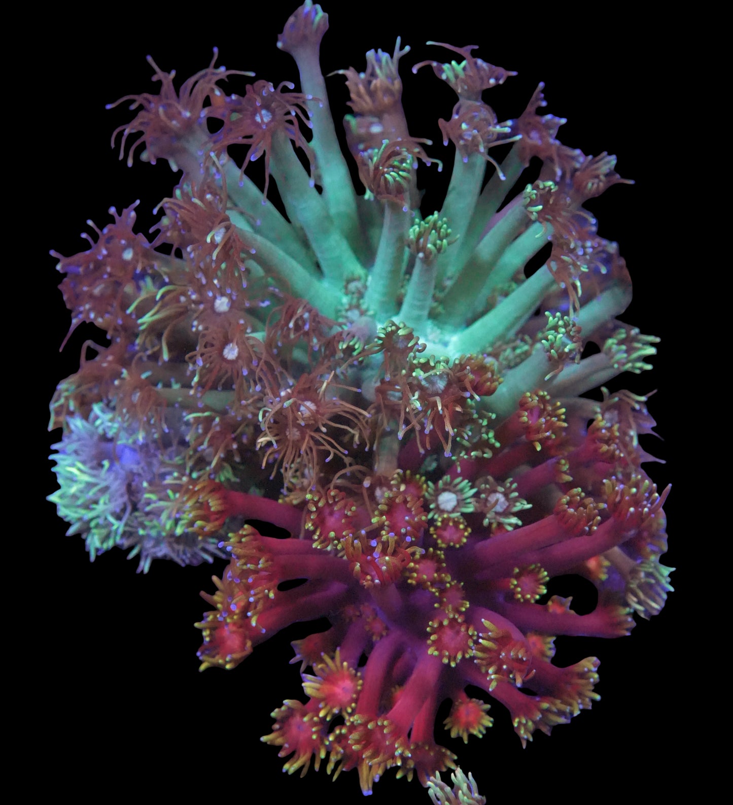 WYSIWYG Goniopora (Flowerpot) LPS Garden