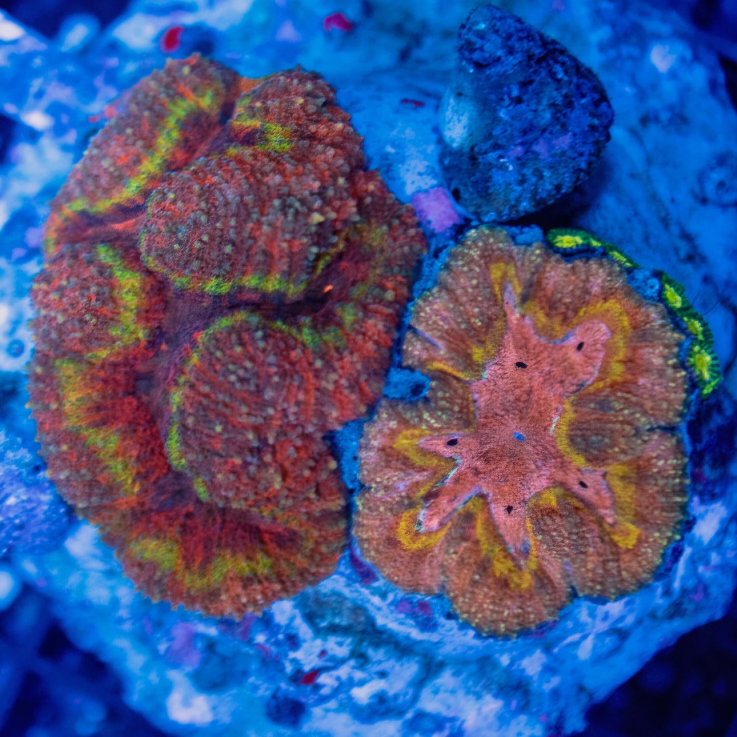 WYSIWYG Double Trouble Brain LPS Coral