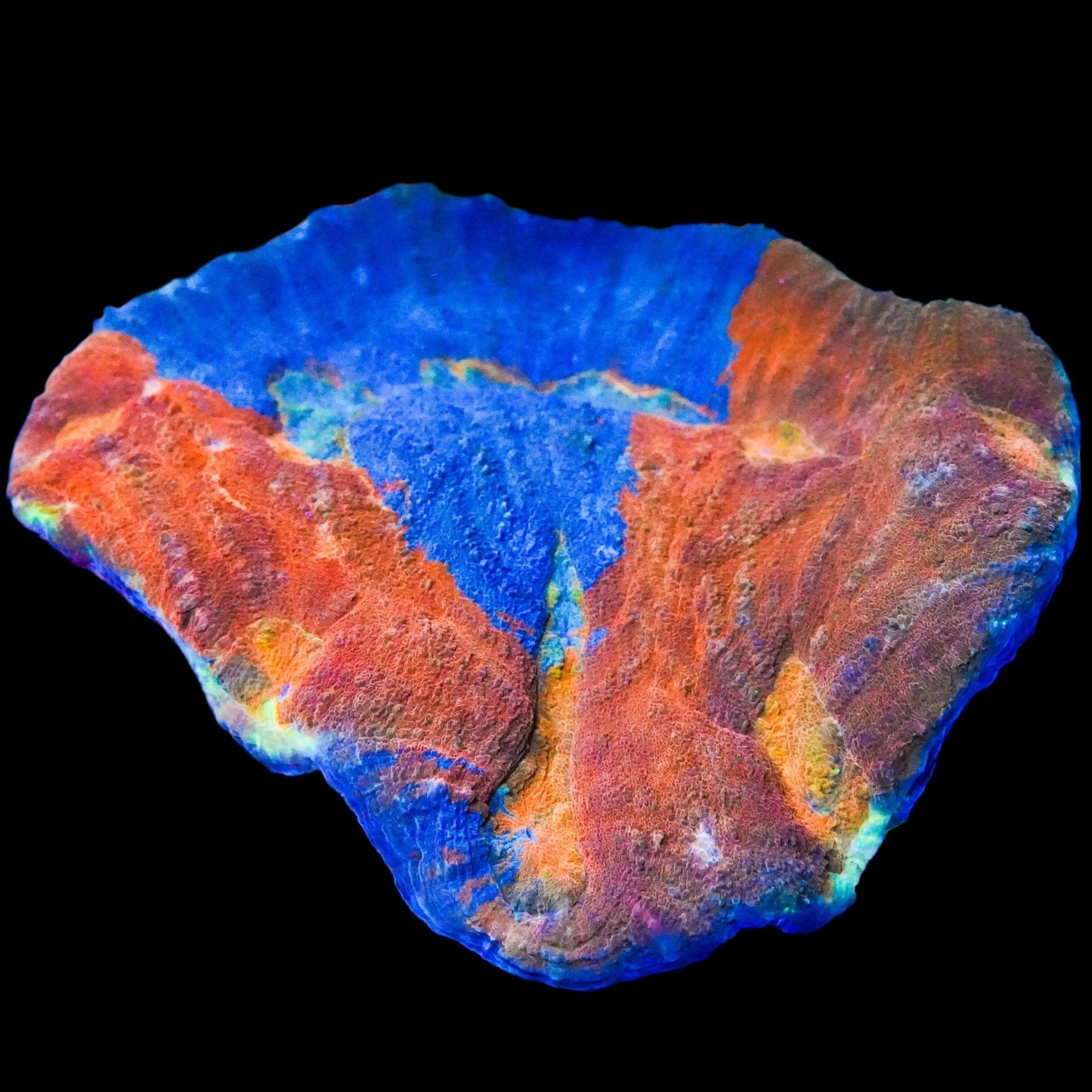 WYSIWYG Rainbow Parascolymia LPS Coral (L)