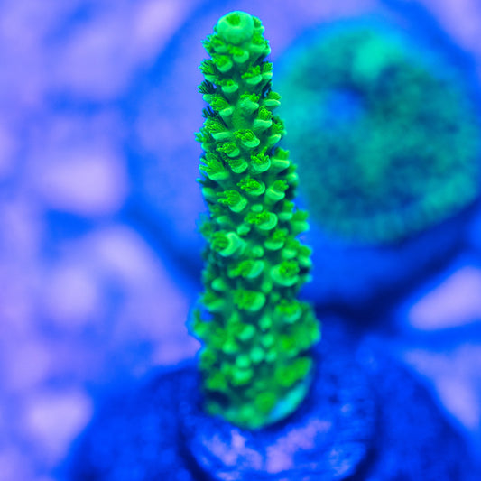 WYSIWYG Bali Green Slimer Acropora