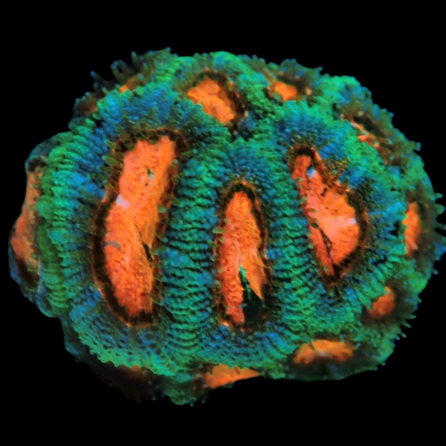 WYSIWYG Pinkalicious Micromussa Frag - LPS Coral