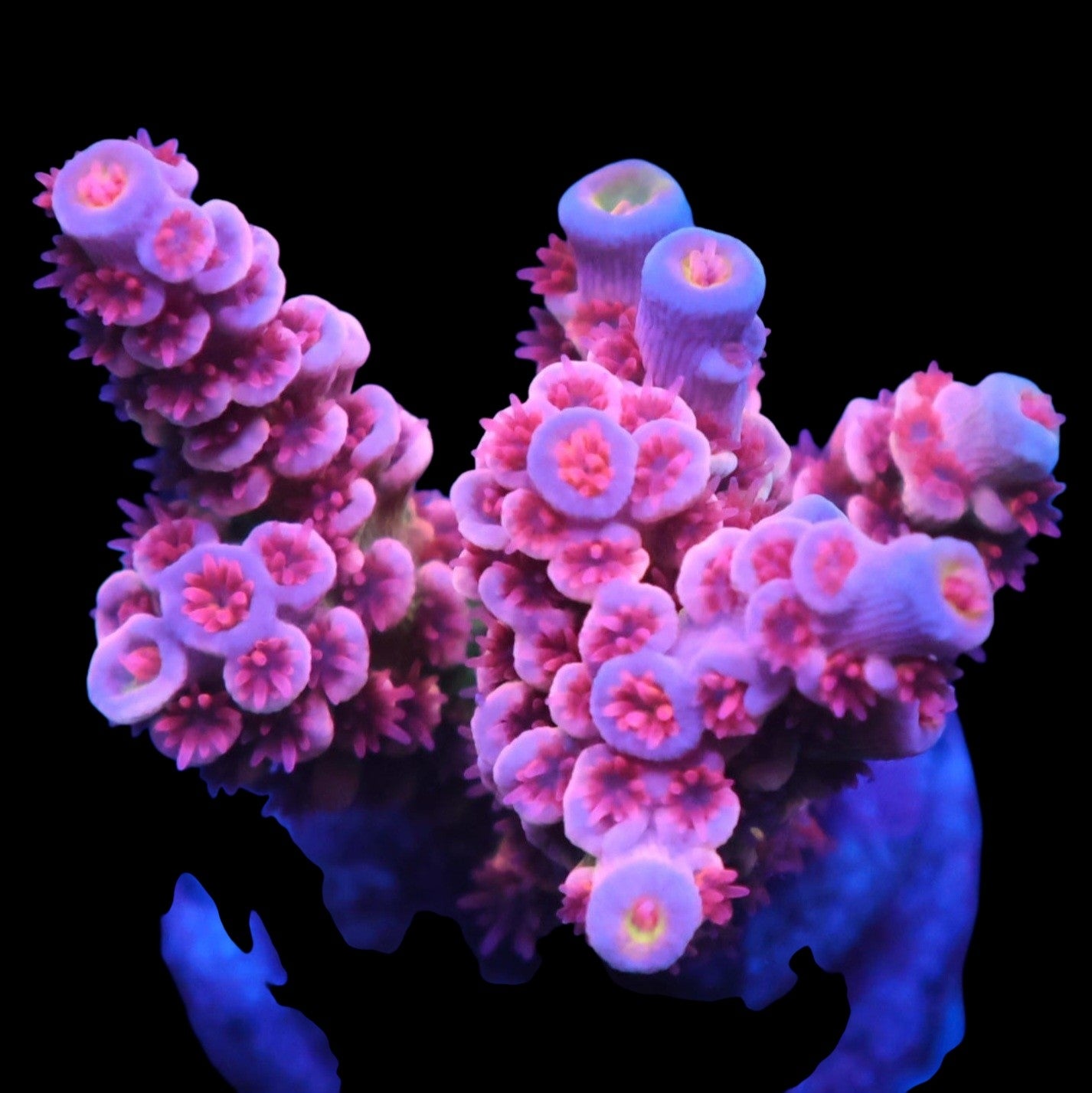 WYSIWYG SDC Cotton Candy SPS Frag (XL)