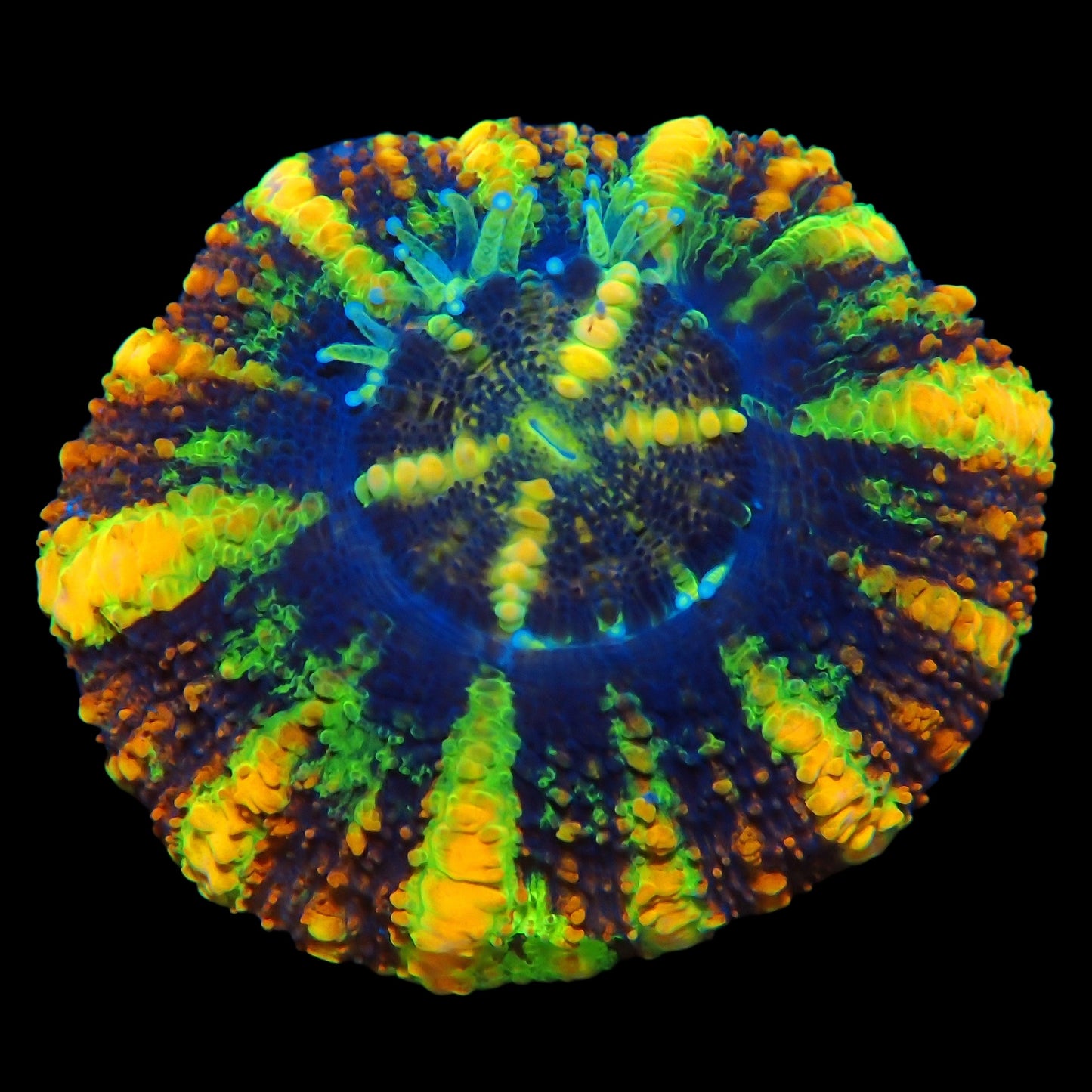 WYSIWYG Aussie Ultra Button Scolymia LPS Coral