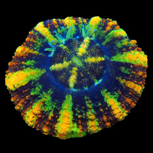 WYSIWYG Aussie Ultra Button Scolymia LPS Coral