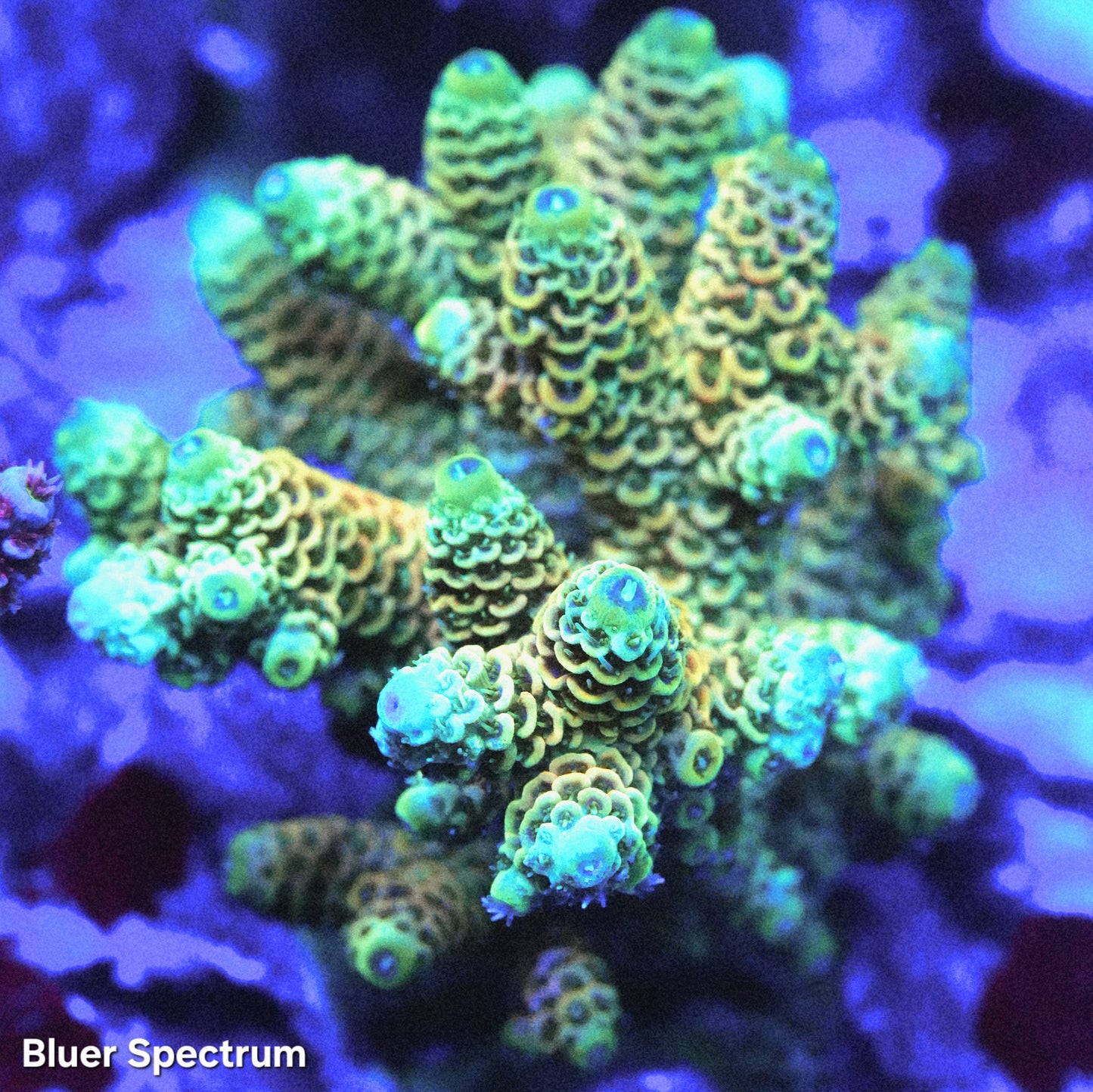 WYSIWYG Indo Aquacultured Sunshine Millepora SPS Colony