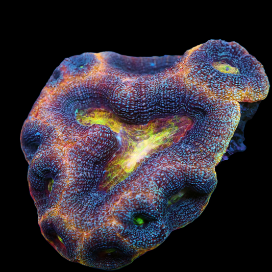 WYSIWYG Ultra Rainbow Bowerbanki LPS Colony