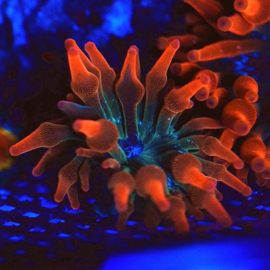WYSIWYG ECC Nexus Burst Bubble Tip Anemone