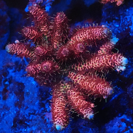 Premium Millepora Acropora Frag - SPS Coral (CUT TO ORDER)