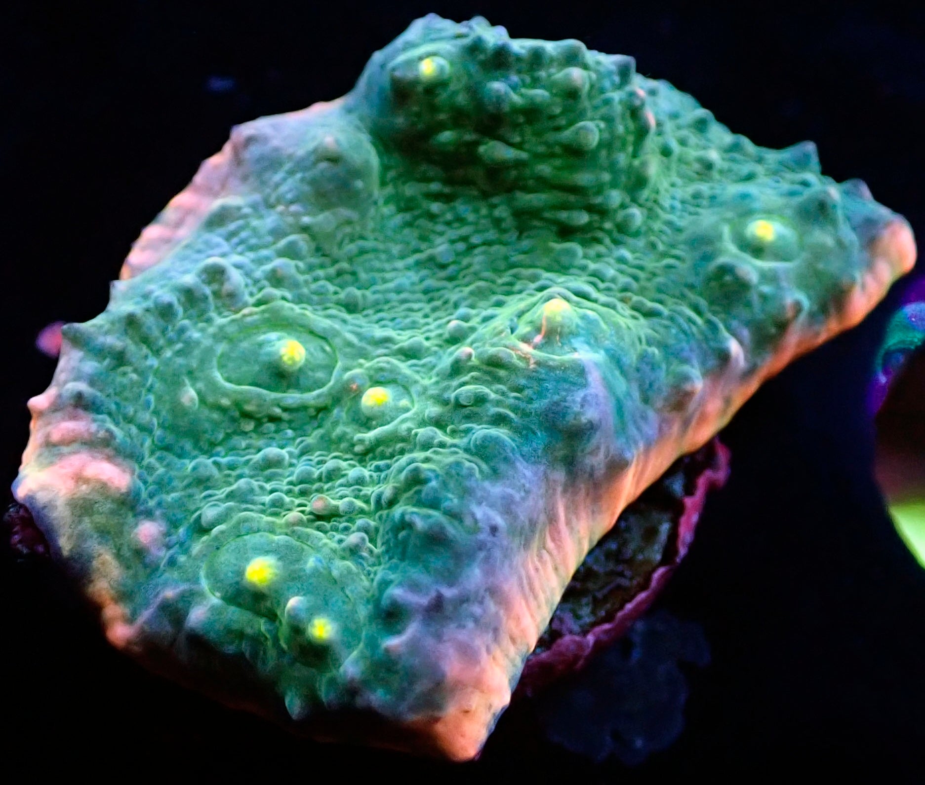 WYSIWYG Pink Rim Chalice LPS Coral Frag – Queen City Reefs