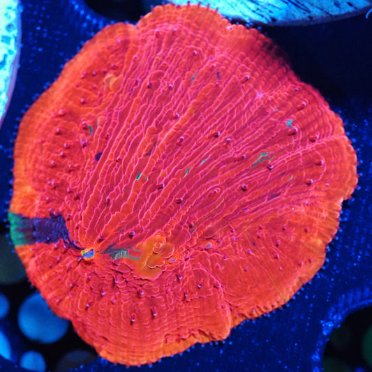 WYSIWYG Chili Confetti Fungia Diaseris Plate LPS Coral (S)
