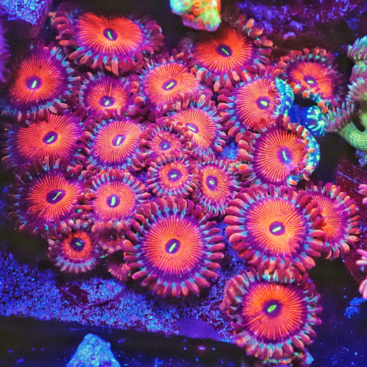 Salted Agave Zoanthids Frag (CUT TO ORDER)