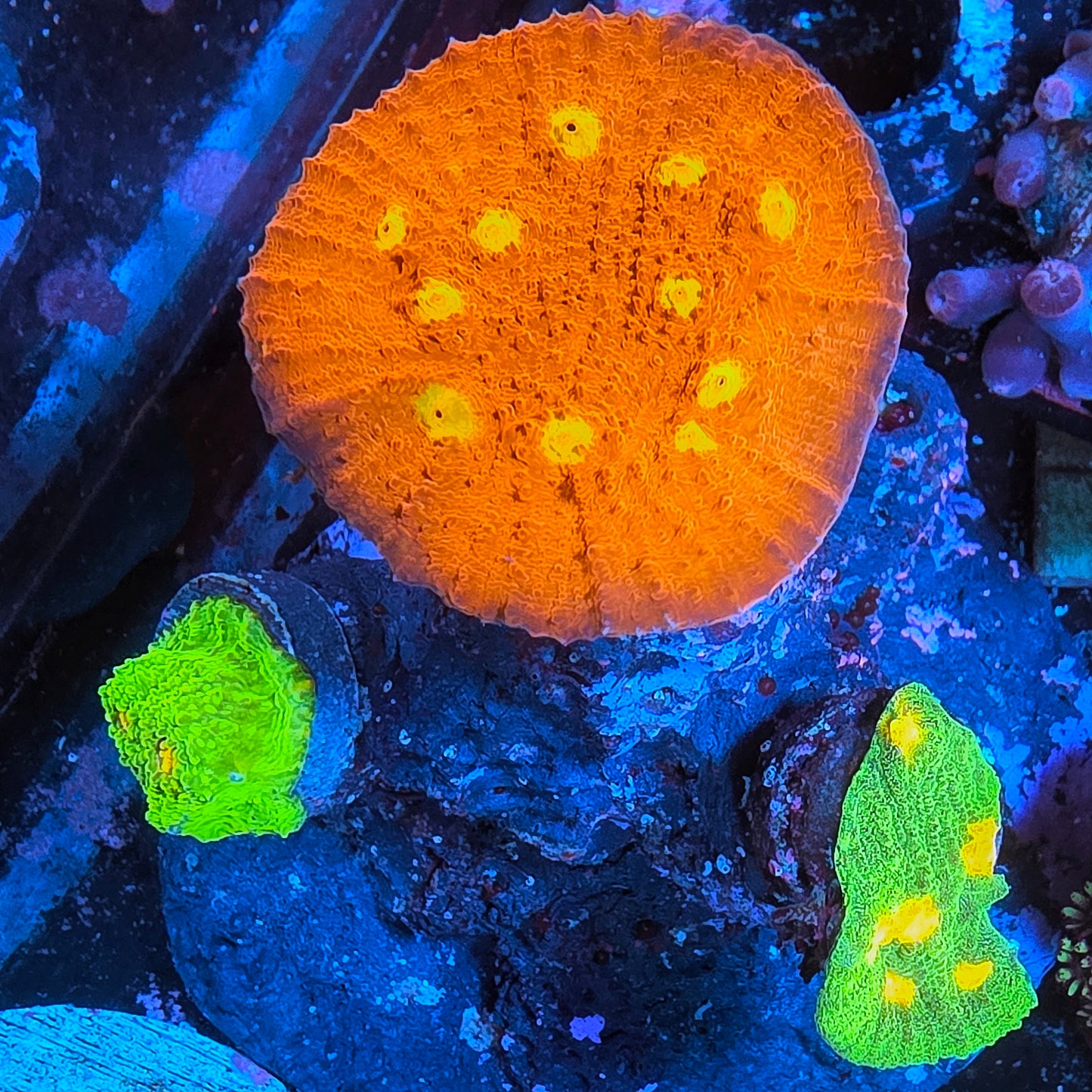 WYSIWYG Trio Chalice LPS Coral Tree