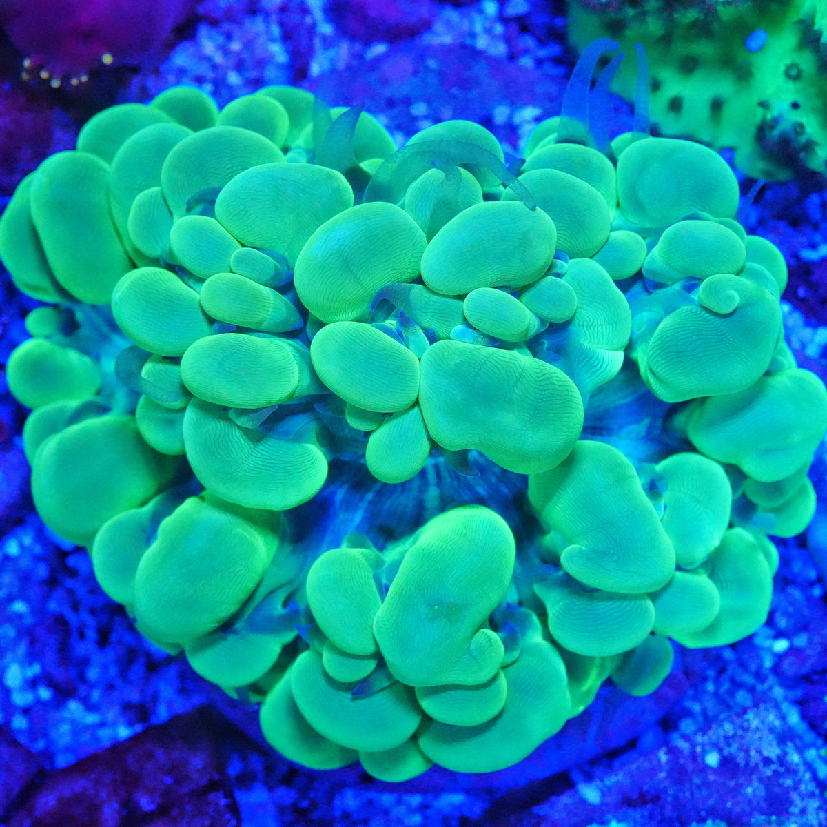 WYSIWYG Indo Green Pastel Bubble LPS Coral (ML)
