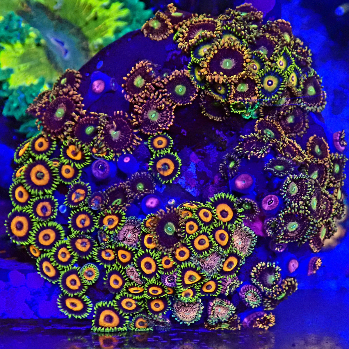 WYSIWYG Premium Zoanthids Garden