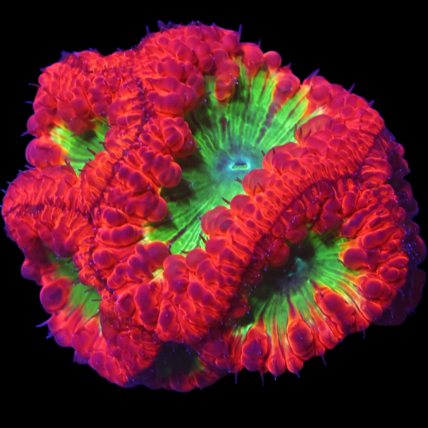WYSIWYG Indo Candy Apple Blastomussa LPS Coral Colony