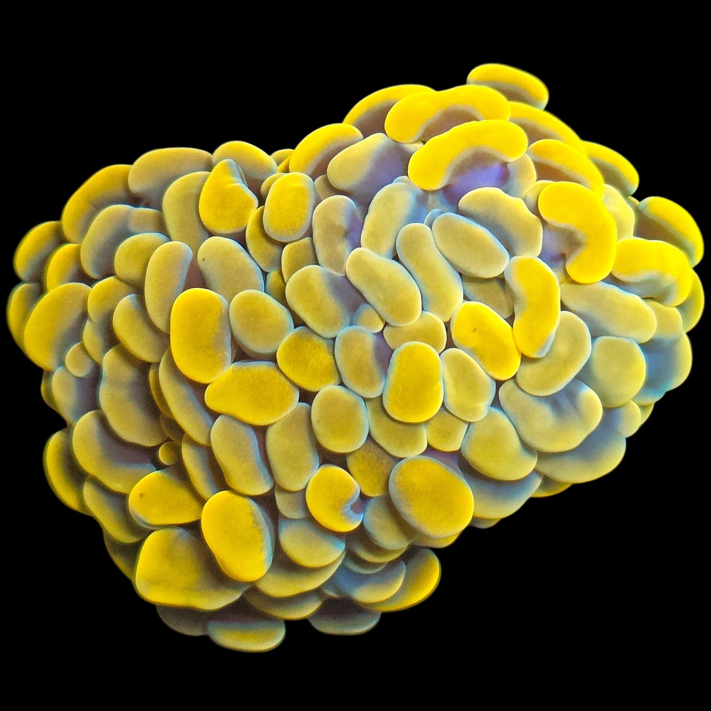 WYSIWYG Goldilocks Branching Hammer LPS Coral (2H)