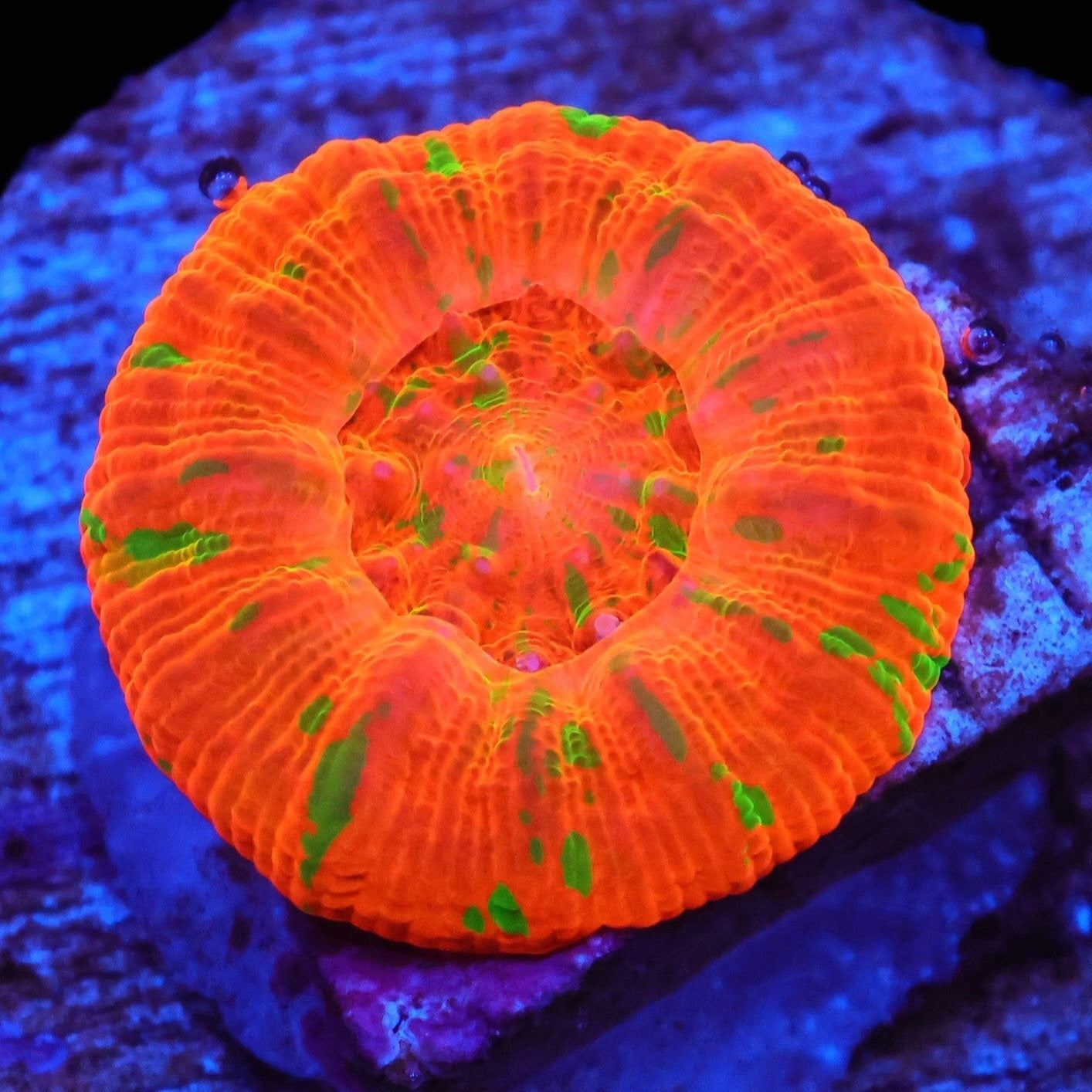 WYSIWYG Captive Bred Reverse Bleeding Apple Scolymia Australis (XS)