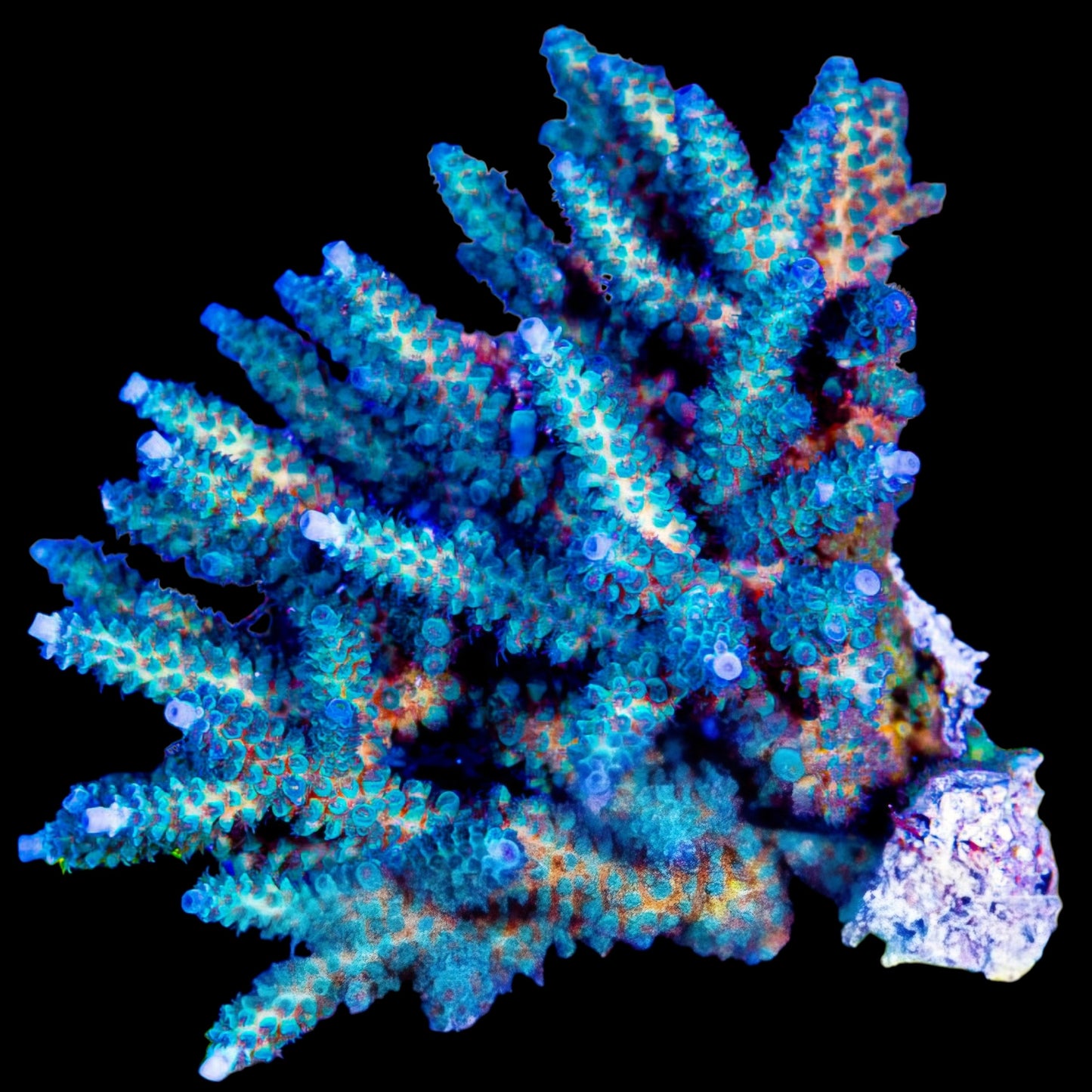 WYSIWYG Night Walker Acropora SPS Colony