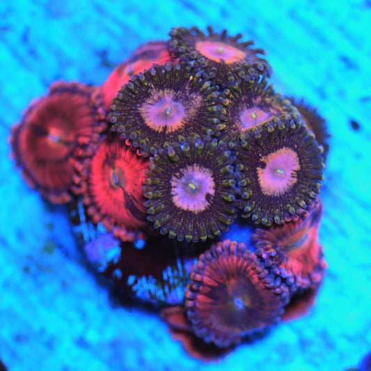 WYSIWYG Zoanthids Combo Frag