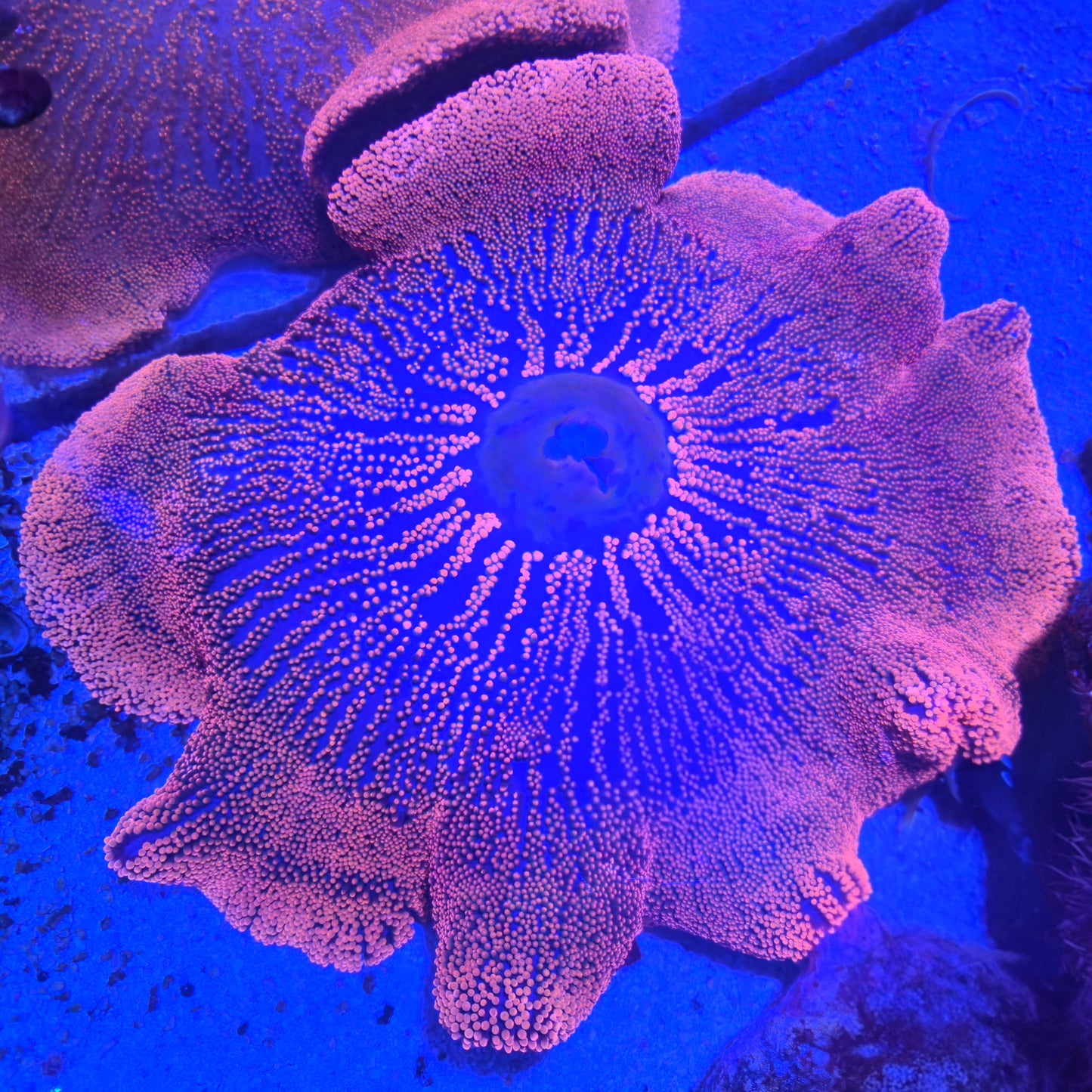 WYSIWYG Red/Pink Carpet Anemone (XL)