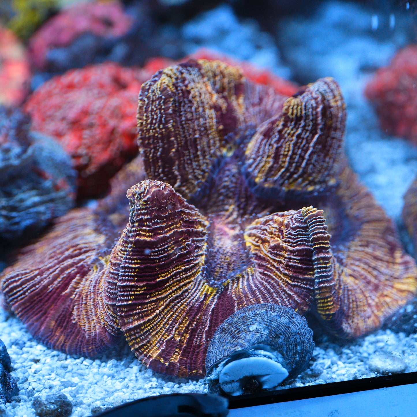 WYSIWYG Kamikaze Trachyphyllia LPS Coral - SHOW SIZE