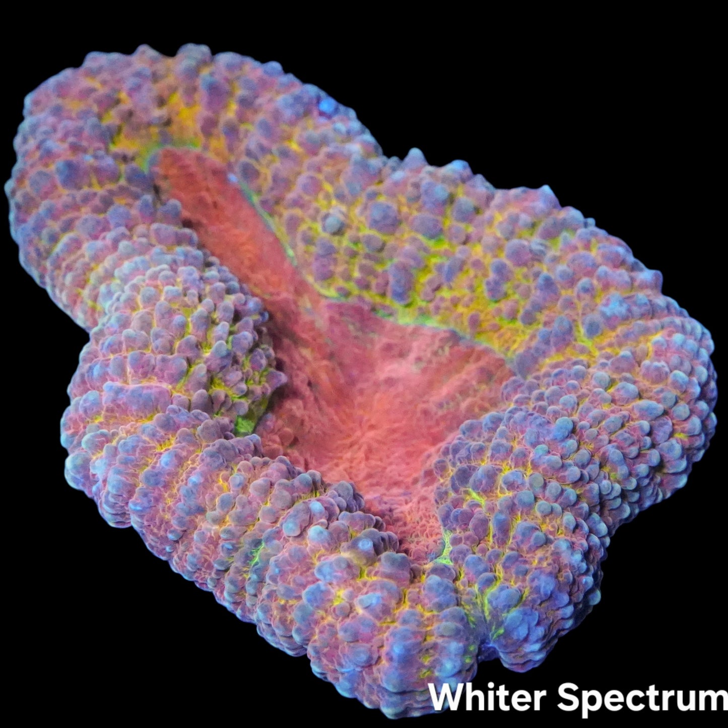WYSIWYG Indo Pastel Lobophyllia LPS Coral (M)