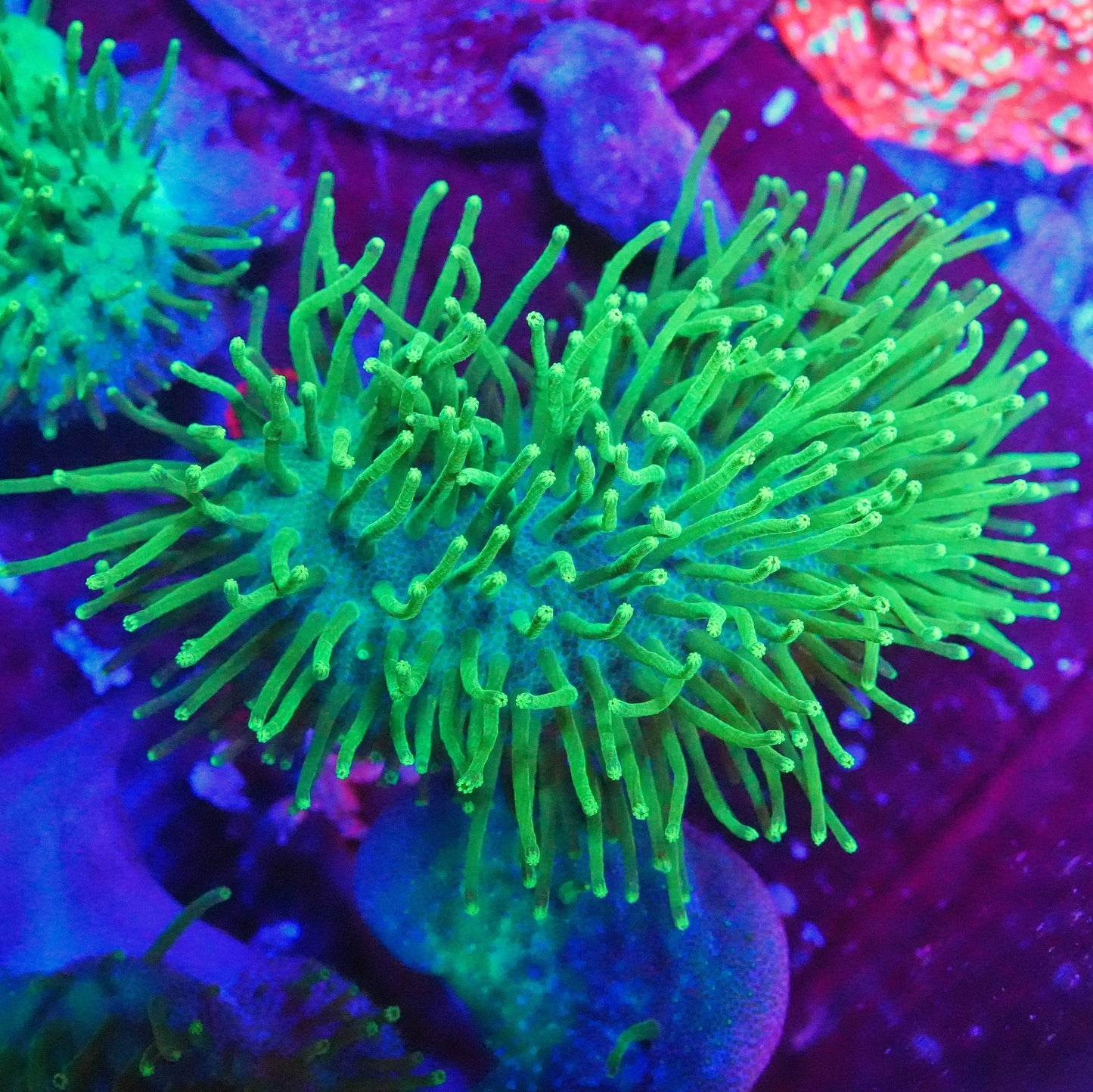 WYSIWYG Toxic Green Japanese Long Polyp Toadstool Leather Coral Frag (L)