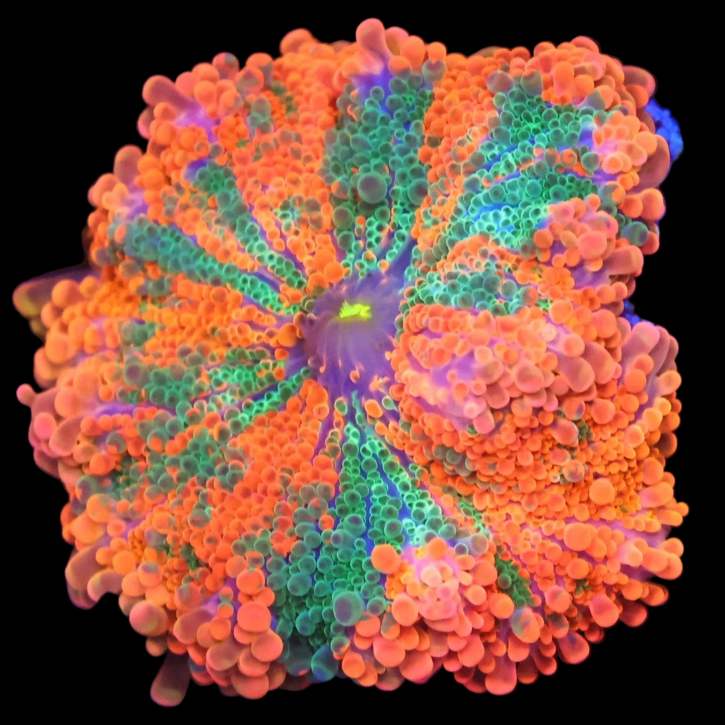 WYSIWYG Malaysian Orange Crush Ricordea Mushroom Soft Coral (XL)