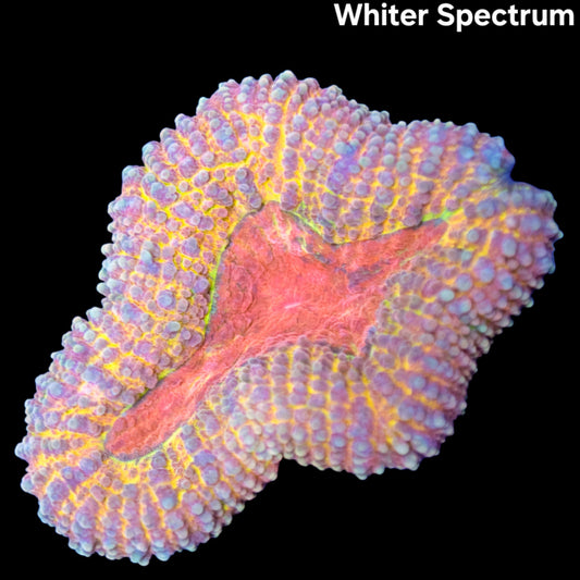 WYSIWYG Indo Pastel Lobophyllia LPS Coral (M)
