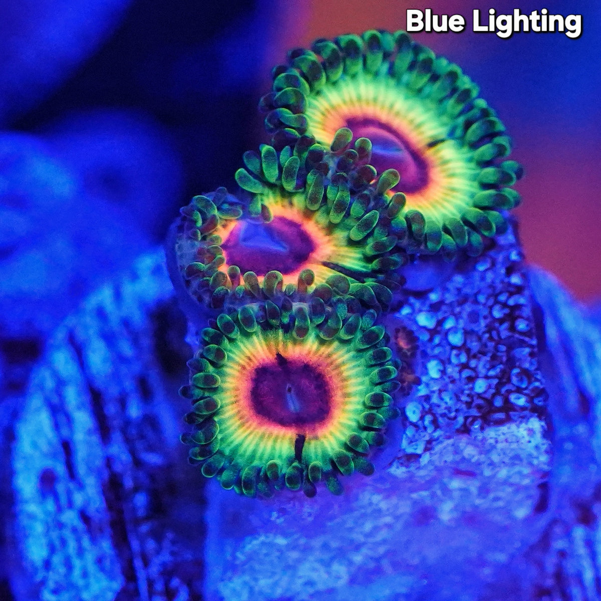 WYSIWYG Little Shop of Horror Zoanthids Frag (4P+) (Copy)