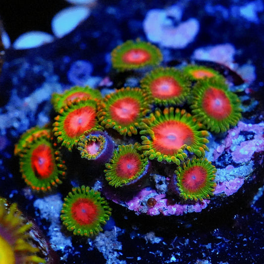 WYSIWYG Awesome Blossom Zoanthids Large Frag
