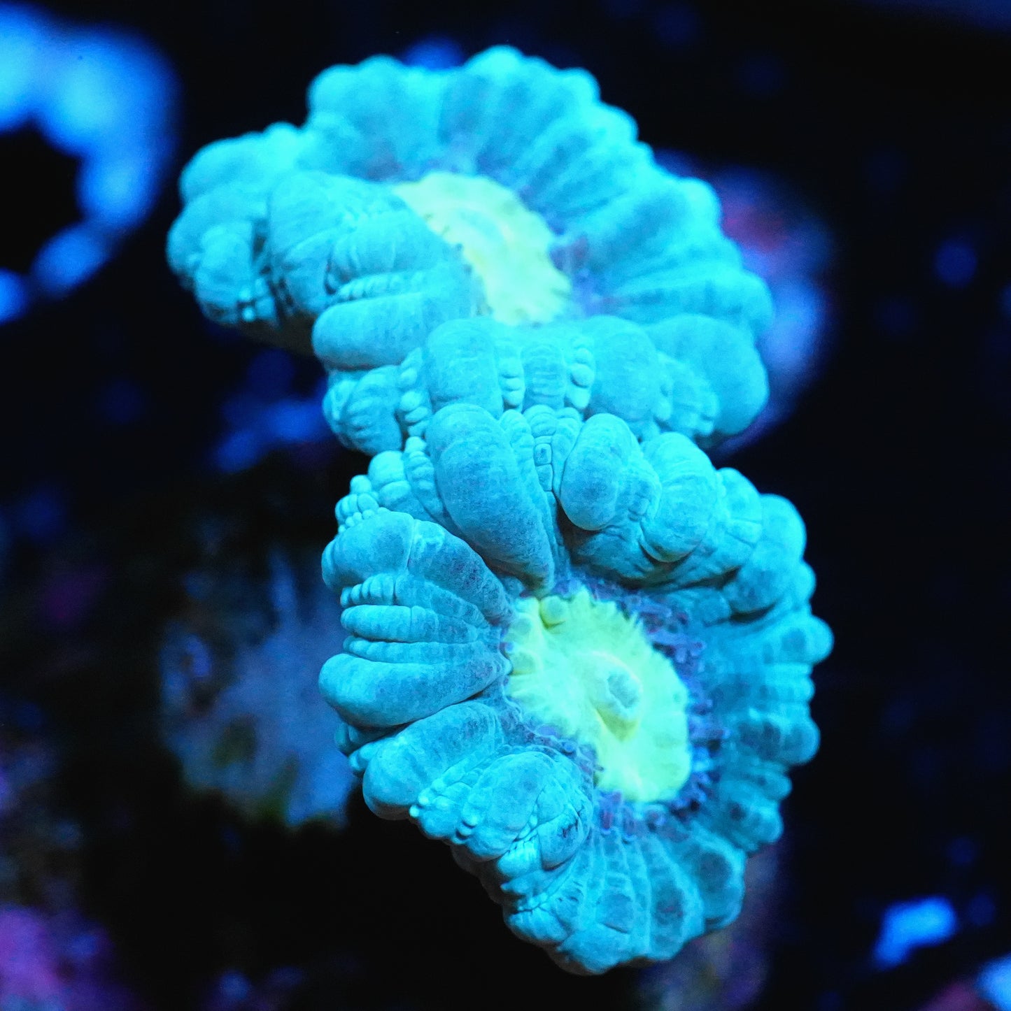 WYSIWYG ACI Blue Macaw Trumpet LPS Coral