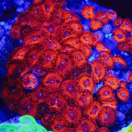 Valentines Day Massacre (VDM) Zoanthids (CUT TO ORDER)