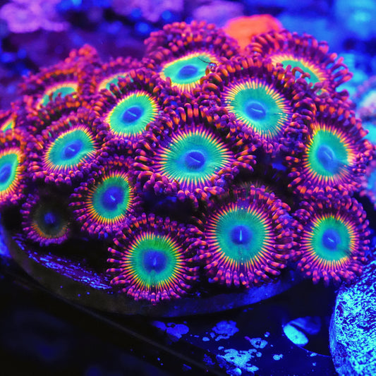 Bowser Zoanthids Frag (CUT TO ORDER)